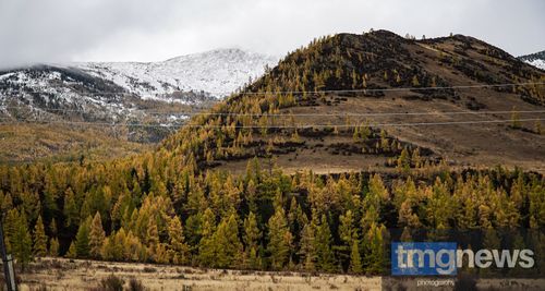 Жителю Сут-Хольского района вынесли приговор за незаконную рубку деревьев