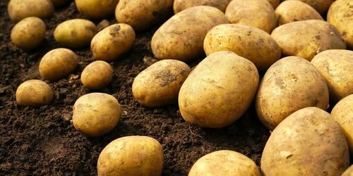 В Туве с 1 апреля стартует проект «Народный картофель»