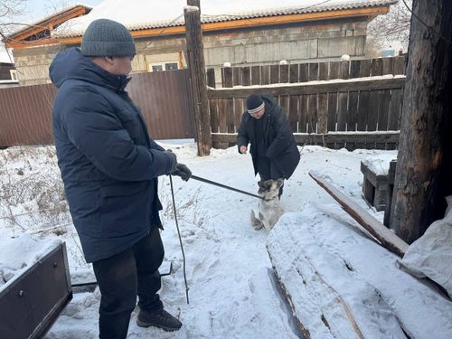 В Кызыле проходит инвентаризация владельческих собак