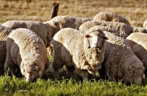 «Агростартап»:  В Туве 28 фермеров получили гранты на развитие