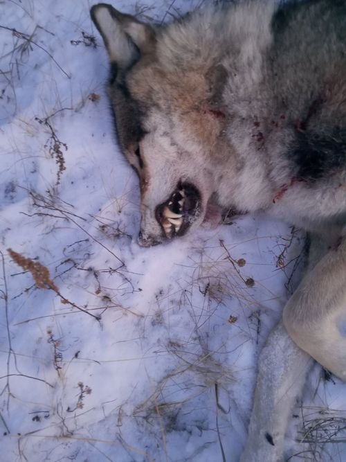 А волки бегут в другой район…