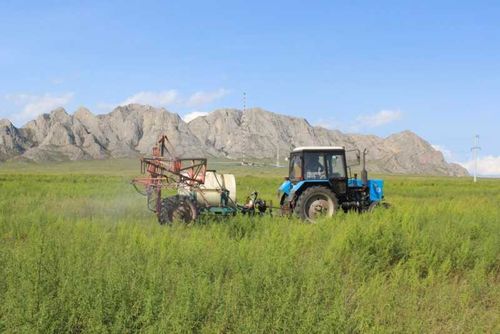 В Туве уничтожают дикорастущую коноплю