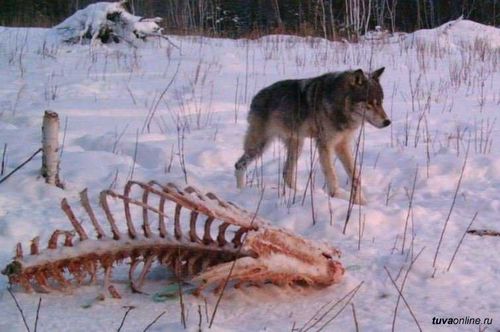К чему привело истребление волков?