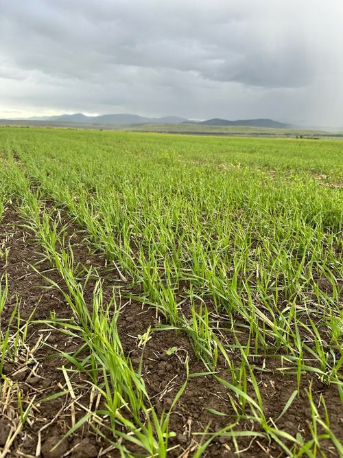 В Тандинском районе появились первые всходы зерновых