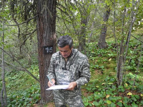 Специалисты Центра защиты леса завершили лесопатологический мониторинг для компании ООО «Лунсин»