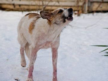 Тускай хемчеглерни ажыглаарын саналдаан