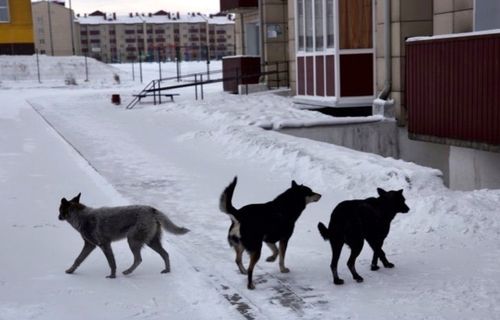 Кызылда ыттар тудар бригадаларның санын көвүдедир
