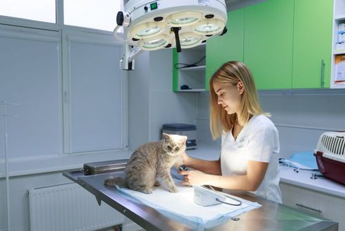 В России наращивают объемы производства ветеринарных препаратов