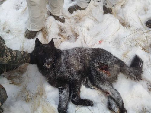 В Туве охотники добыли черного волка