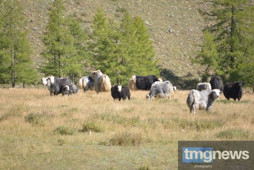 В Туве более 646 тысяч животных зарегистрировано в электронной системе «Хорриот»