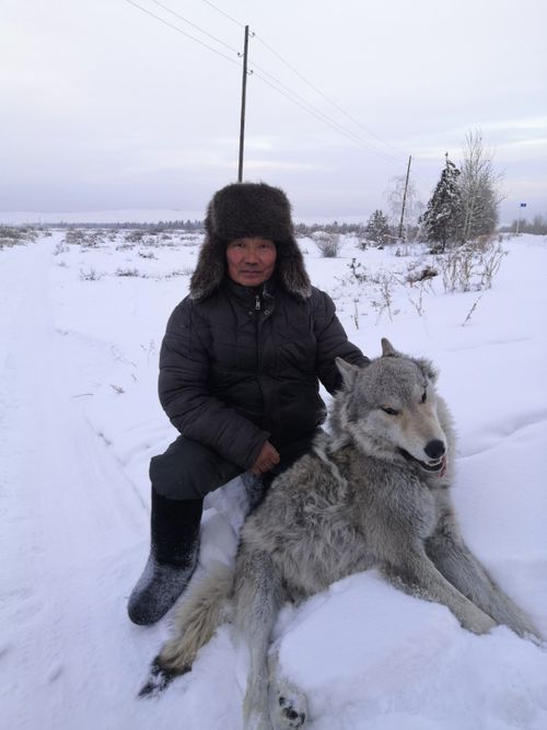 В Танды участились случаи нападения волков