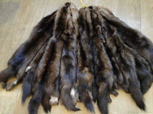 Шкуры тувинского соболя вывезли в Санкт-Петербург