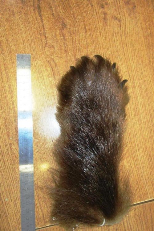 Через границу в Монголию незаконно пытались провезти лапу медведя