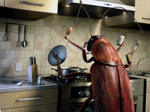 В Роспотребнадзоре предупредили о новом нашествии тараканов