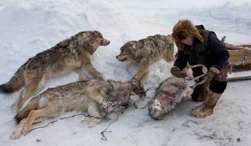 Как борются с волками в Танды