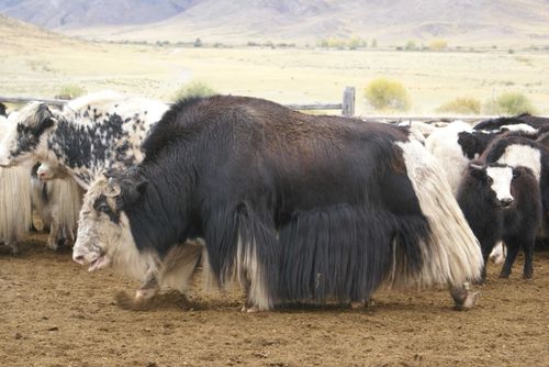 В Бурятию из Тувы привезли яков для обновления крови