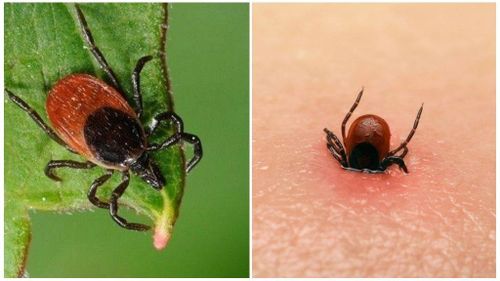 Тарыдары чугула