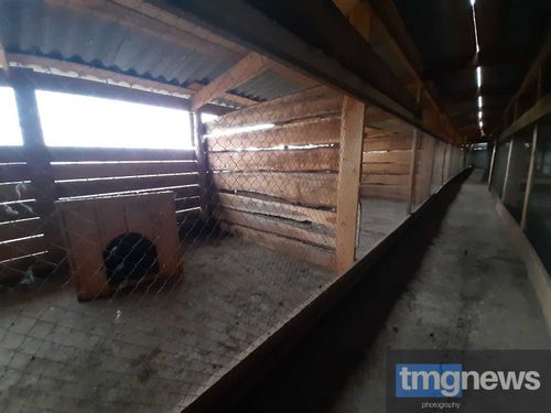 Приют для животных есть, а закона нет. Как Туве не захлебнуться в бродячих собаках?