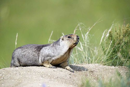 Как защититься от бубонной чумы?