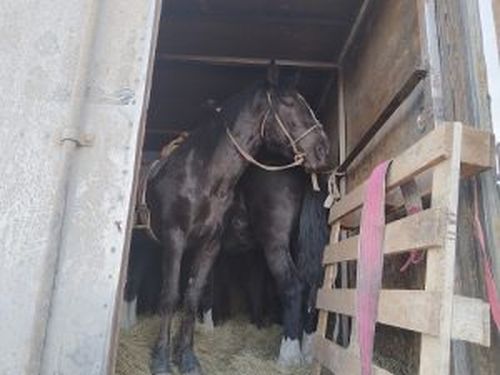Более 50 случаев незаконной перевозки скота пресекли на постах «Шивилиг» и «Ак» в Туве