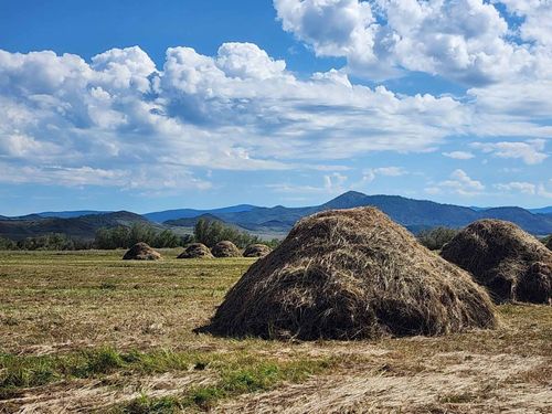 Более 162 тысяч тонн грубых кормов заготовлено хозяйствами Тувы к середине сентября