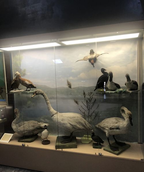 В Национальном музее Тувы открылась выставка «В мире пернатых Тувы»