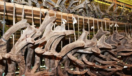 Начался сезон срезки пантов