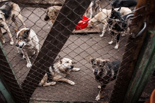 В Кызыле приступили к созданию приюта для собак