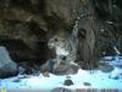 И барсу — воля, и чабану — покой