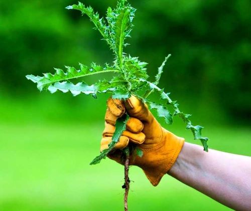 В Туве начнут очистку сенокосов и пастбищ от сорняков