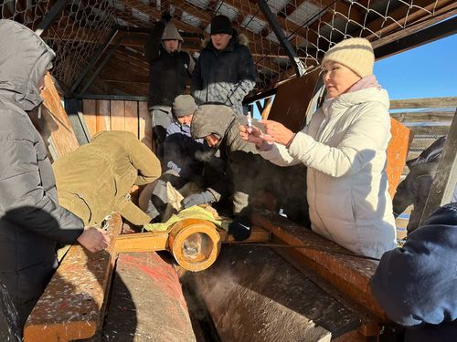 Очередной этап научно-исследовательской работы учёных ТувГУ в мараловодческом хозяйстве «Туран»