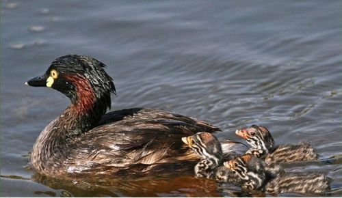 АМ БАЗА КУШ  ГРИВИ