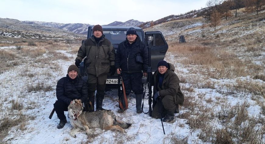 В Дзун-Хемчикском районе продолжается активная борьба с серыми хищниками