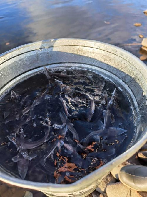 В Туве снова выпустили в Енисей более 3000 мальков стерлядей