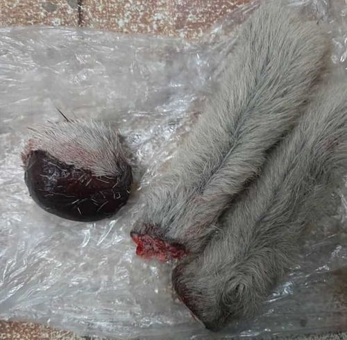 Томскому браконьеру струи кабарги не досталось  