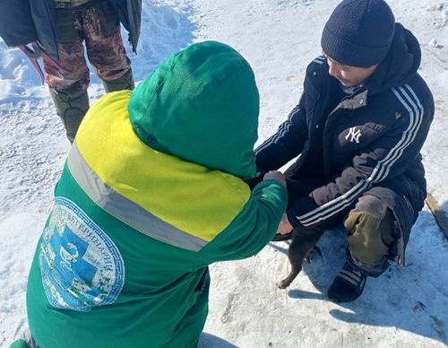 Ыттар биле диистерни чизелээн