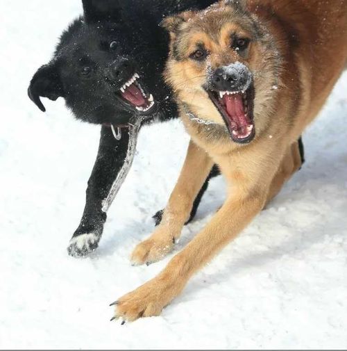 Очевидец рассказал о том, как собаки напали на женщину