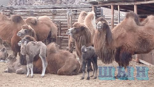 Бодаганнар дешкилежип эгелээн
