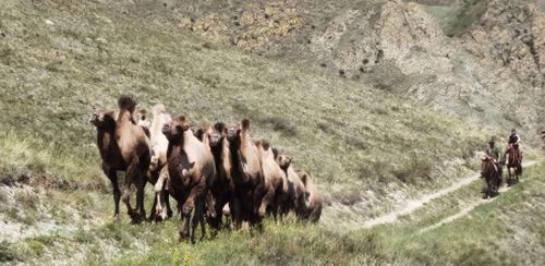 Прекрасные "калмычки"