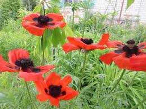 В Туве возбуждено уголовное дело по факту незаконного культивирования растений, содержащих наркотические средства