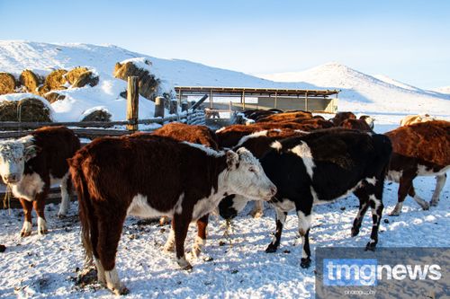 Сельхозпастбища Тувы под контролем: мобильные группы работают на чабанских стоянках