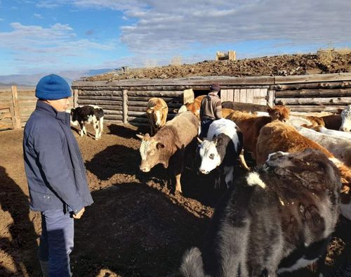 «Кыштаг» болгаш «Чаа сорук» төлевилелдерниң киржикчилери малын хүлээткен