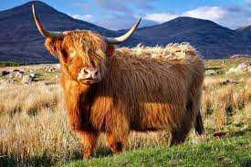 Бизнесмен предложил фермерам Тувы перейти с овец на коров