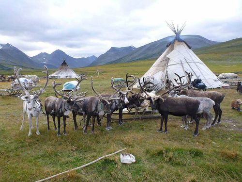 Ямал делится опытом оленеводства с Тувой