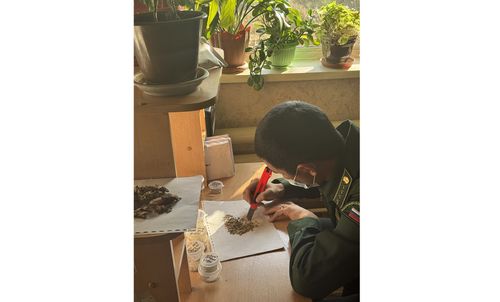 Студенты ТувГУ освоили методы мониторинга одного из ключевых лесных вредителей