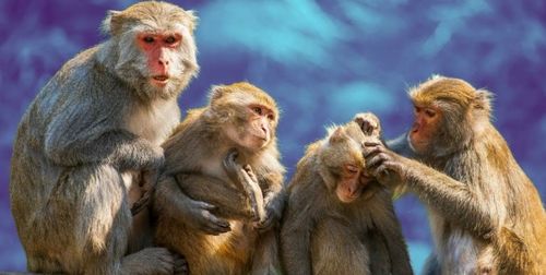 | УГААДЫГЛЫГ ЧУГАА |