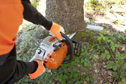 Житель Тувы осужден за незаконную рубку лесных насаждений