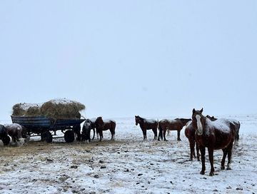 Благоприятные погодные условия способствуют стабильной зимовке скота