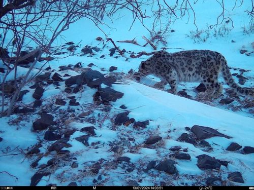Тыва Республикада ирбиш бо чайын оолдап эгелээр