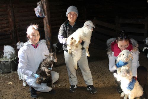 Бүдүрүлге практиказын малчын коданннарга